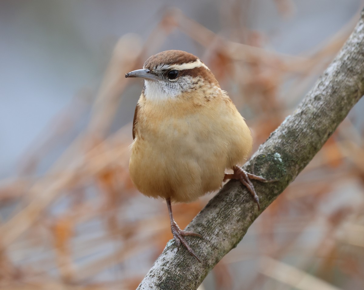 Carolina Wren - ML646636155