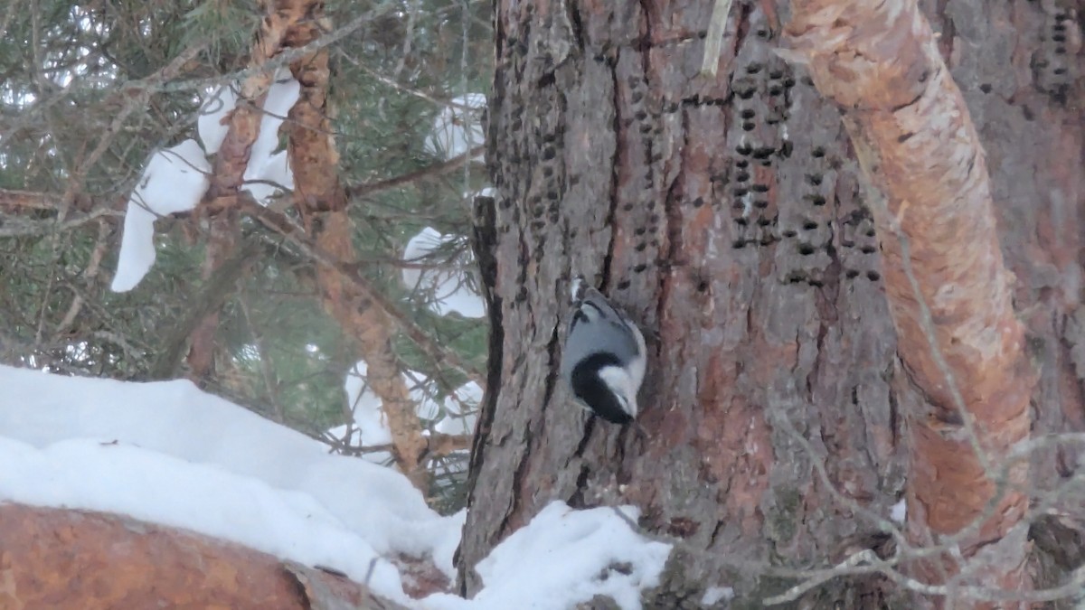 Beyaz Göğüslü Sıvacı - ML646636156