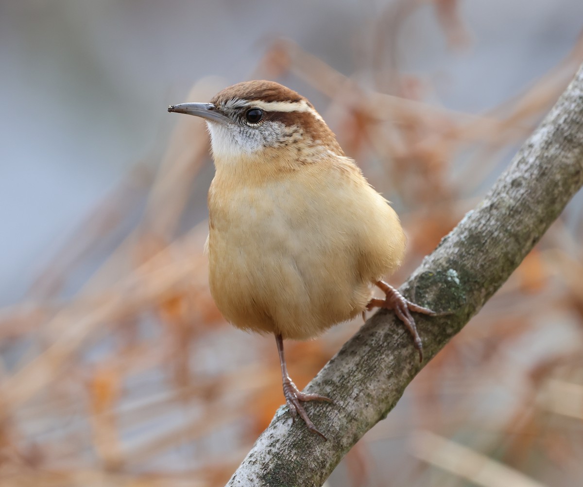 Carolina Wren - ML646636157
