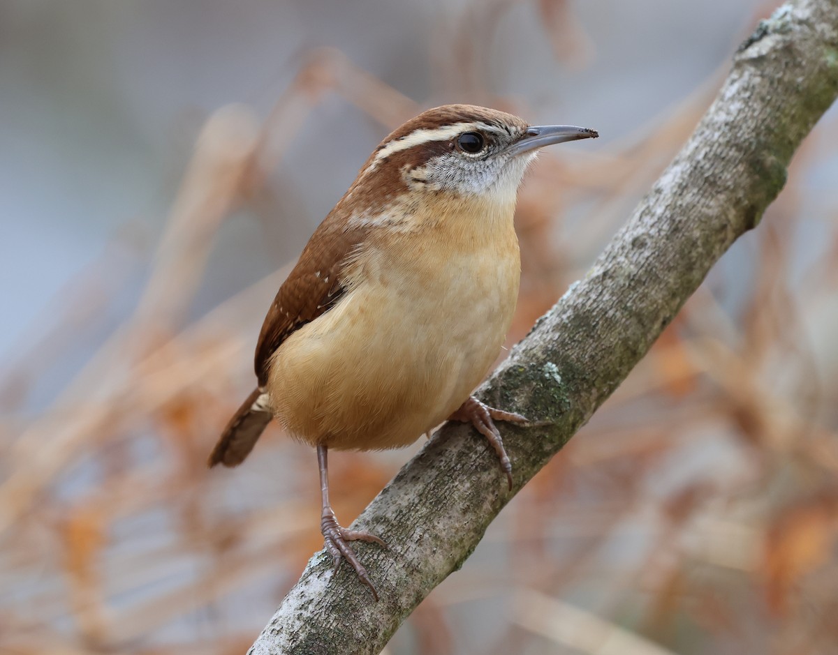 Carolina Wren - ML646636158
