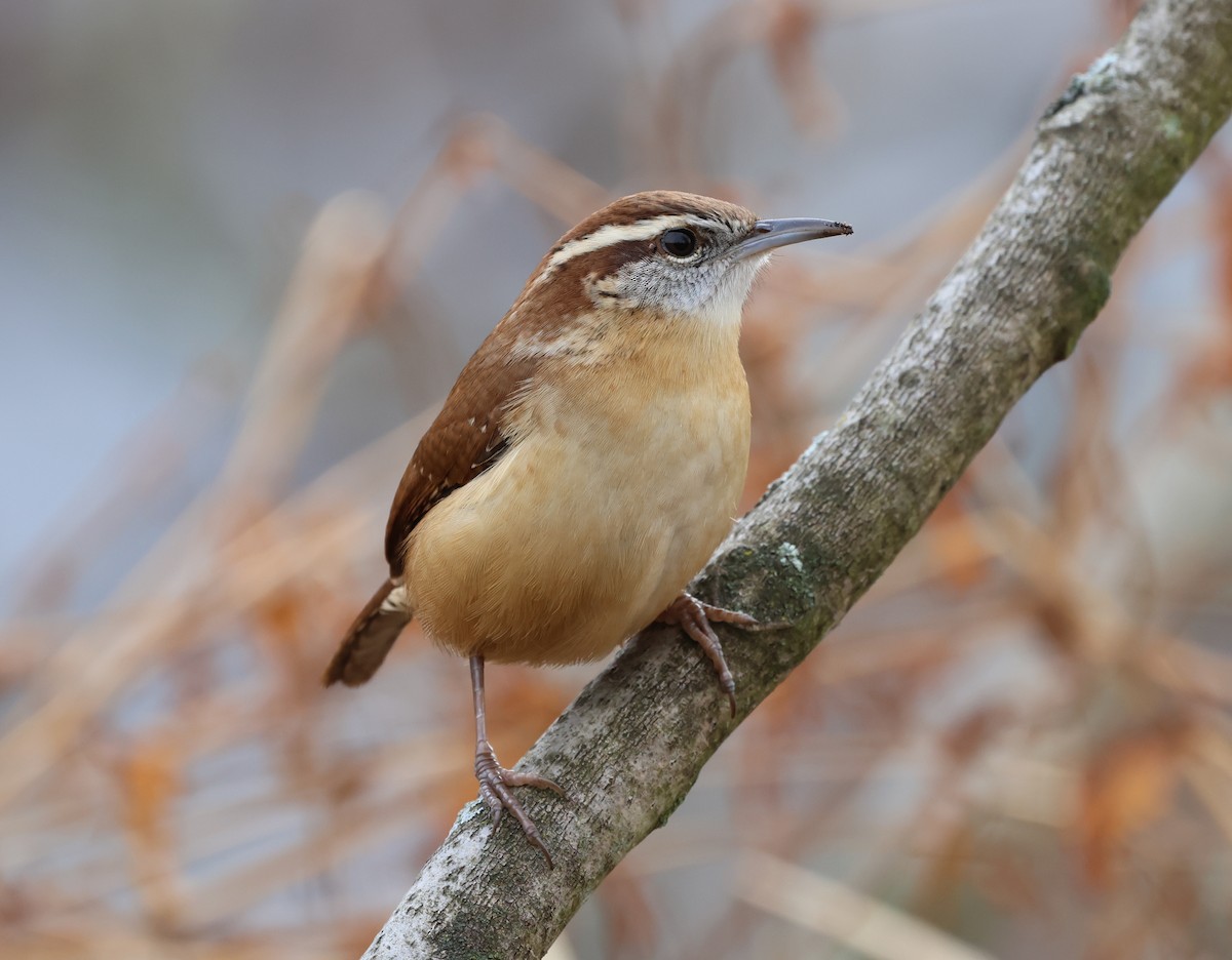 Carolina Wren - ML646636159