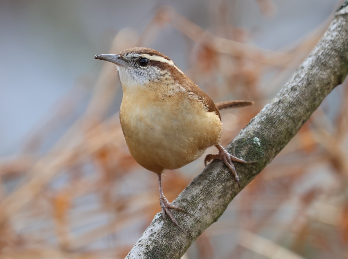 Carolina Wren - ML646636160
