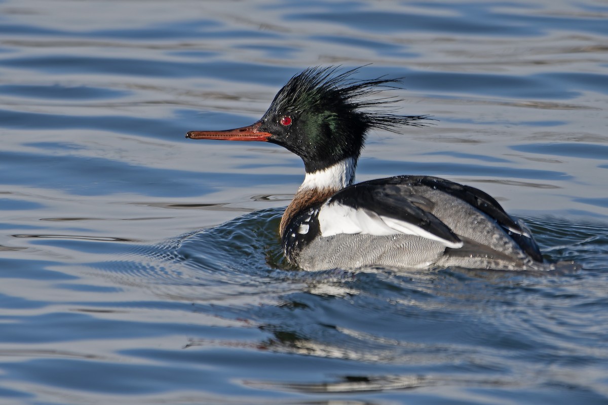 Harle huppé - ML646636161