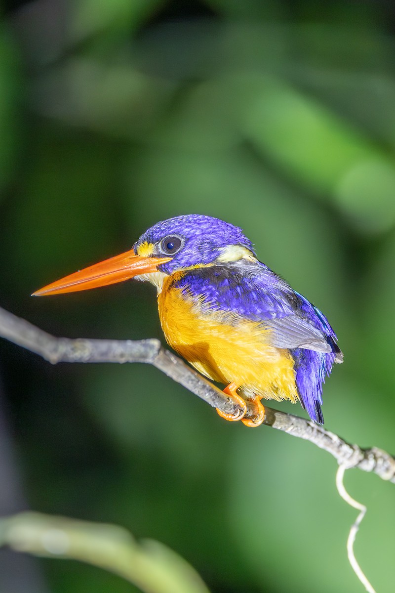 Moluccan Dwarf-Kingfisher - ML646636162