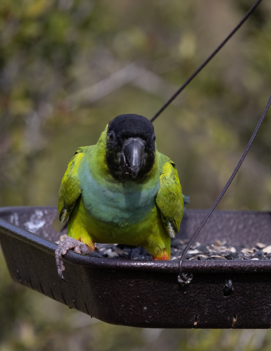 Nanday Parakeet - ML646636163