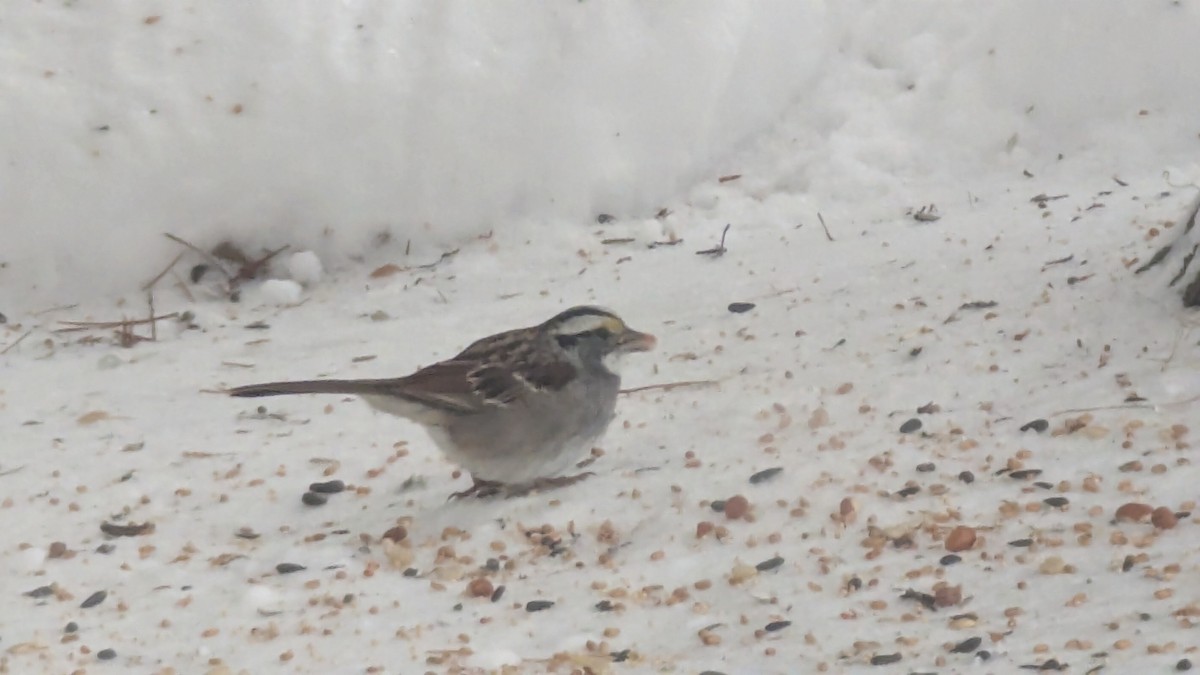 Ak Boğazlı Serçe - ML646636166