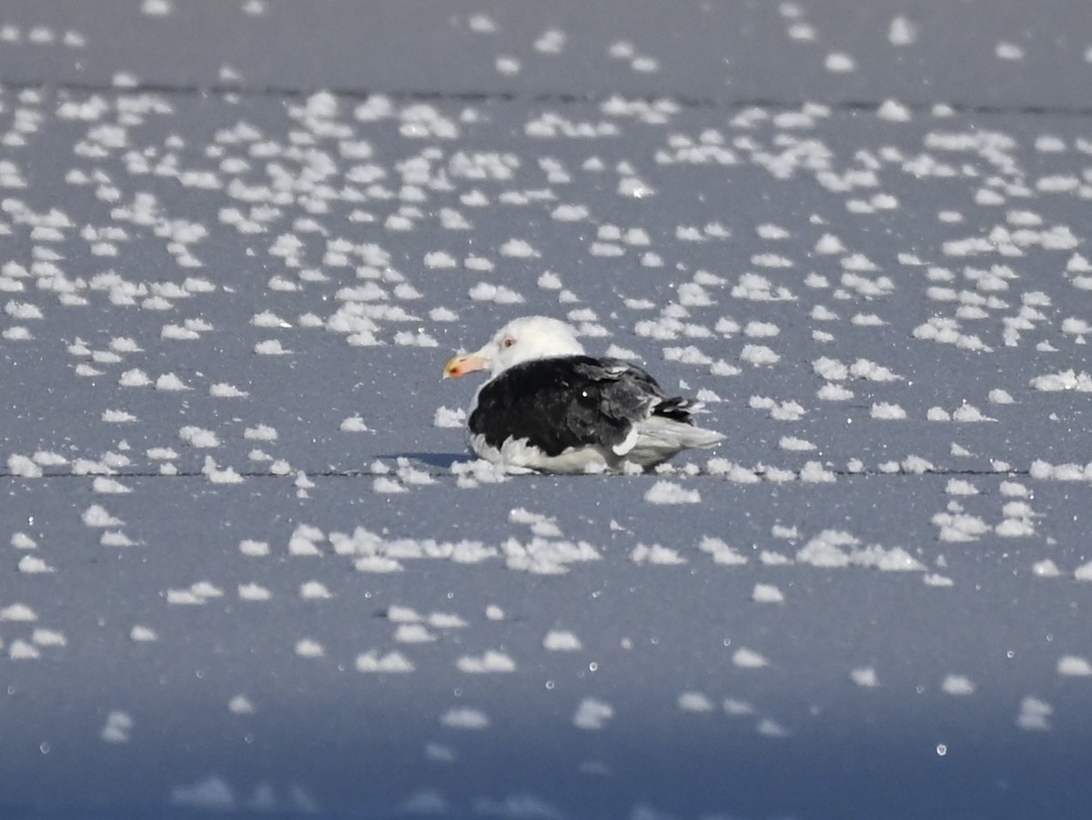 Great Black-backed Gull - ML646636170