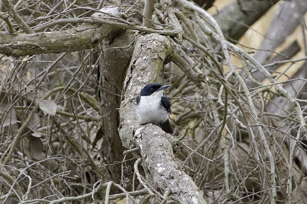 Restless Flycatcher - ML646636171
