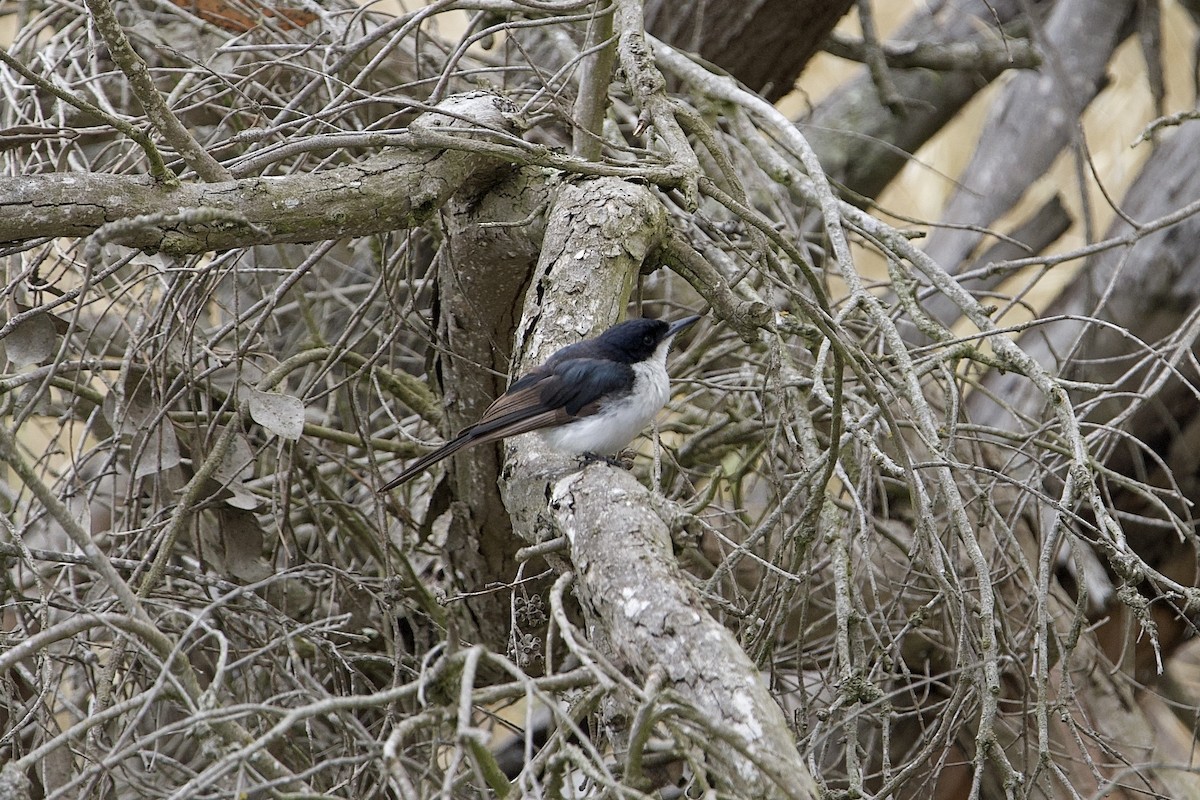 Restless Flycatcher - ML646636172