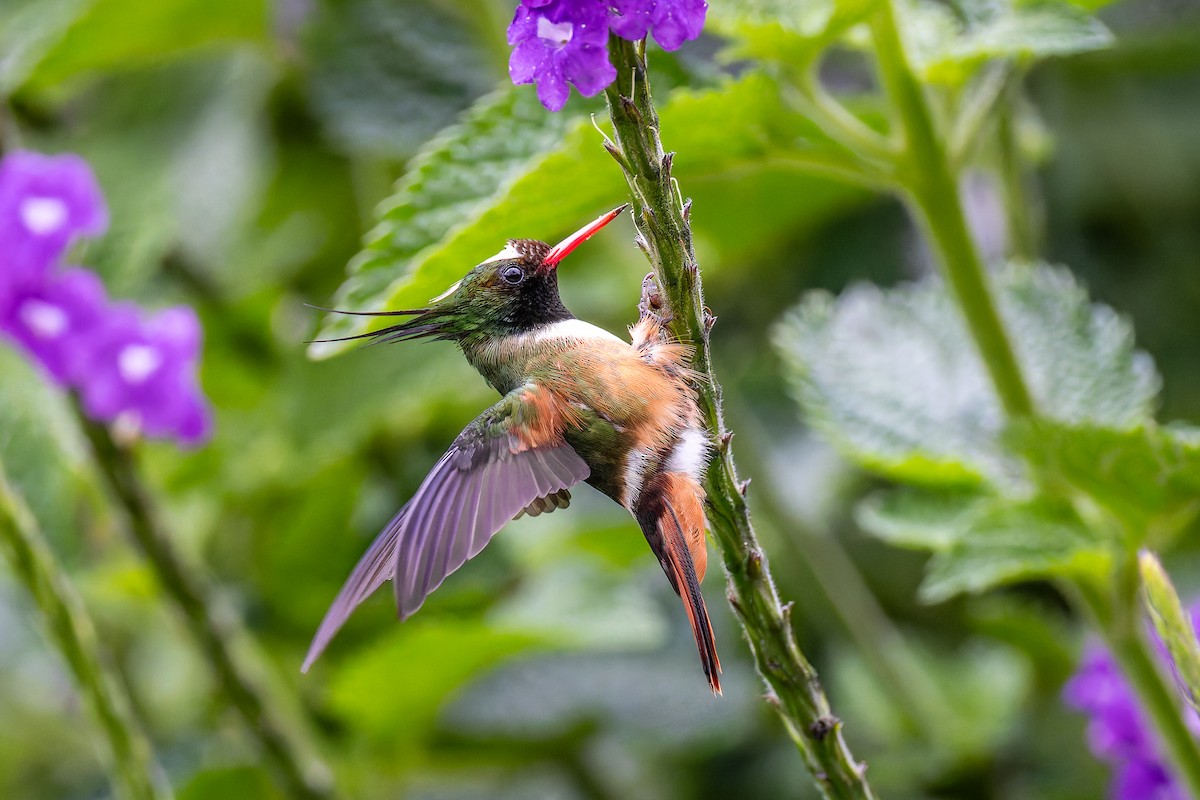White-crested Coquette - ML646636173