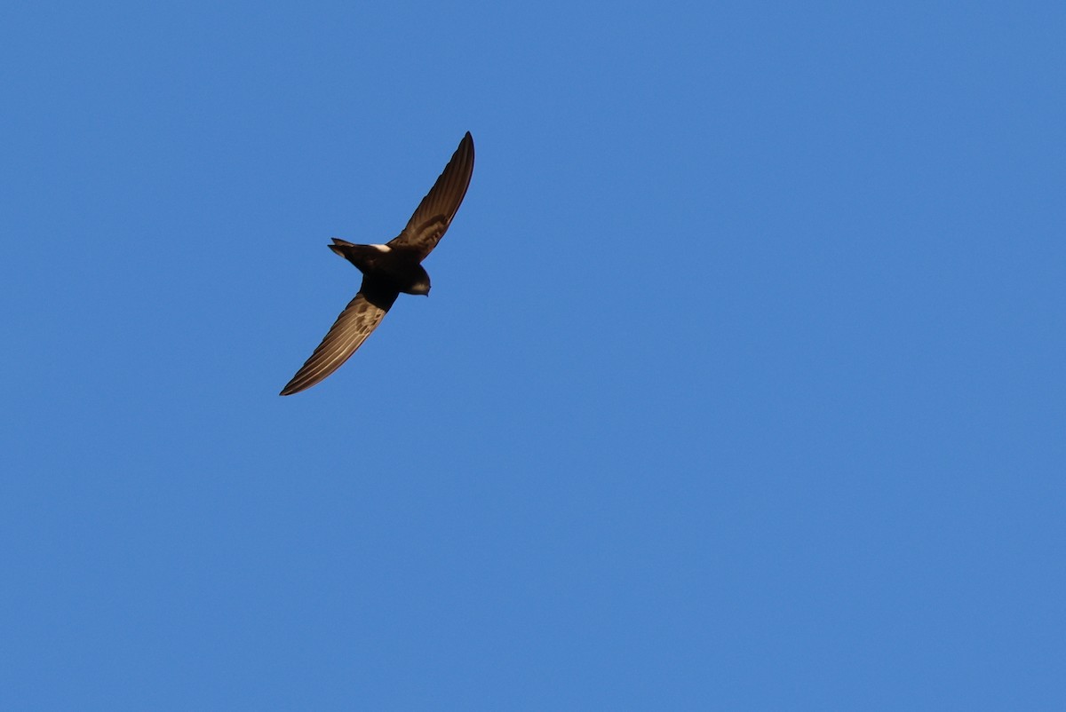 Vencejo Horus - ML646636185