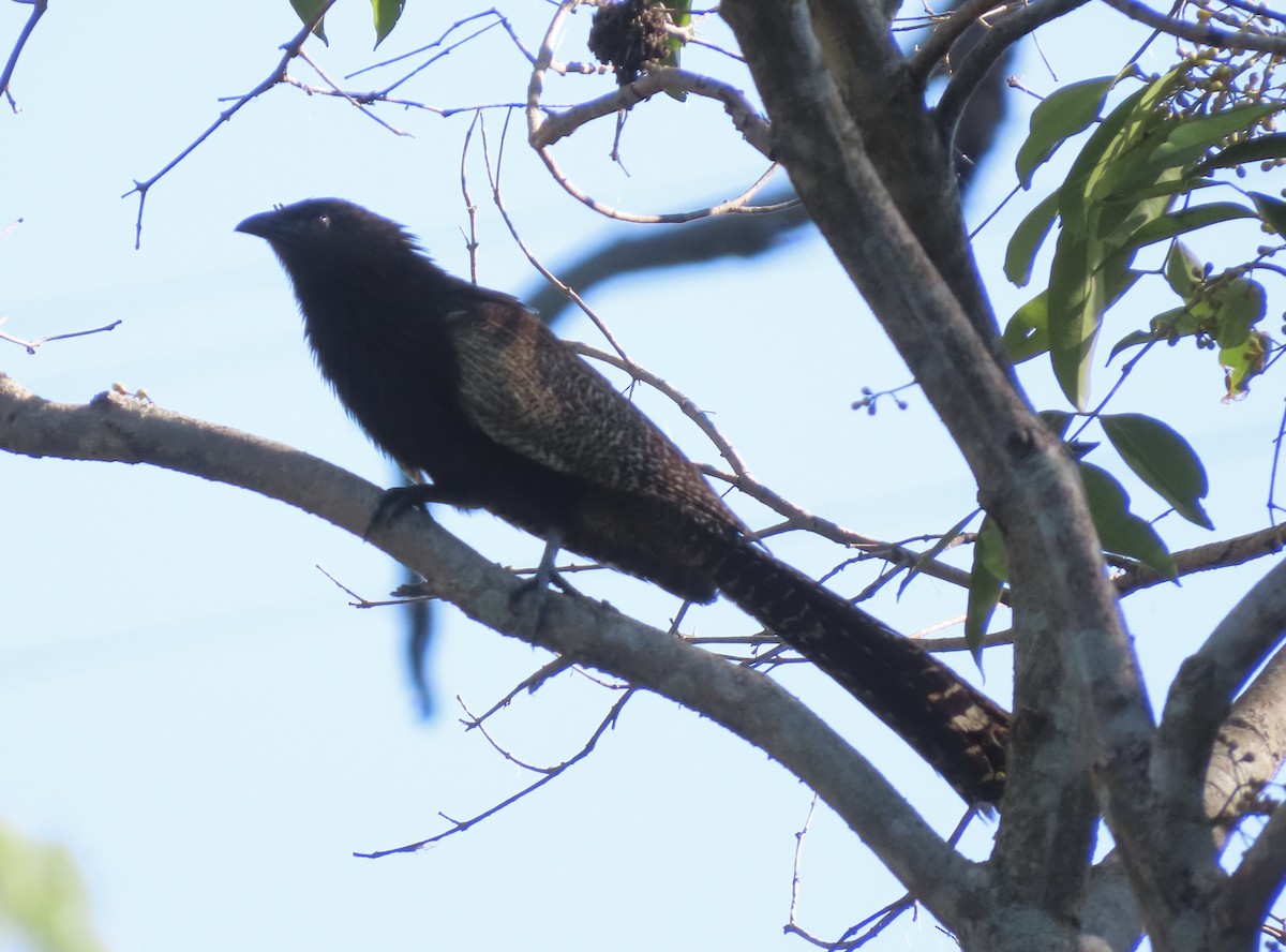 Коукал смугастохвостий - ML646636188