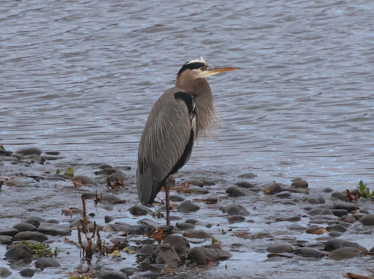 Great Blue Heron (Great Blue) - ML646636192