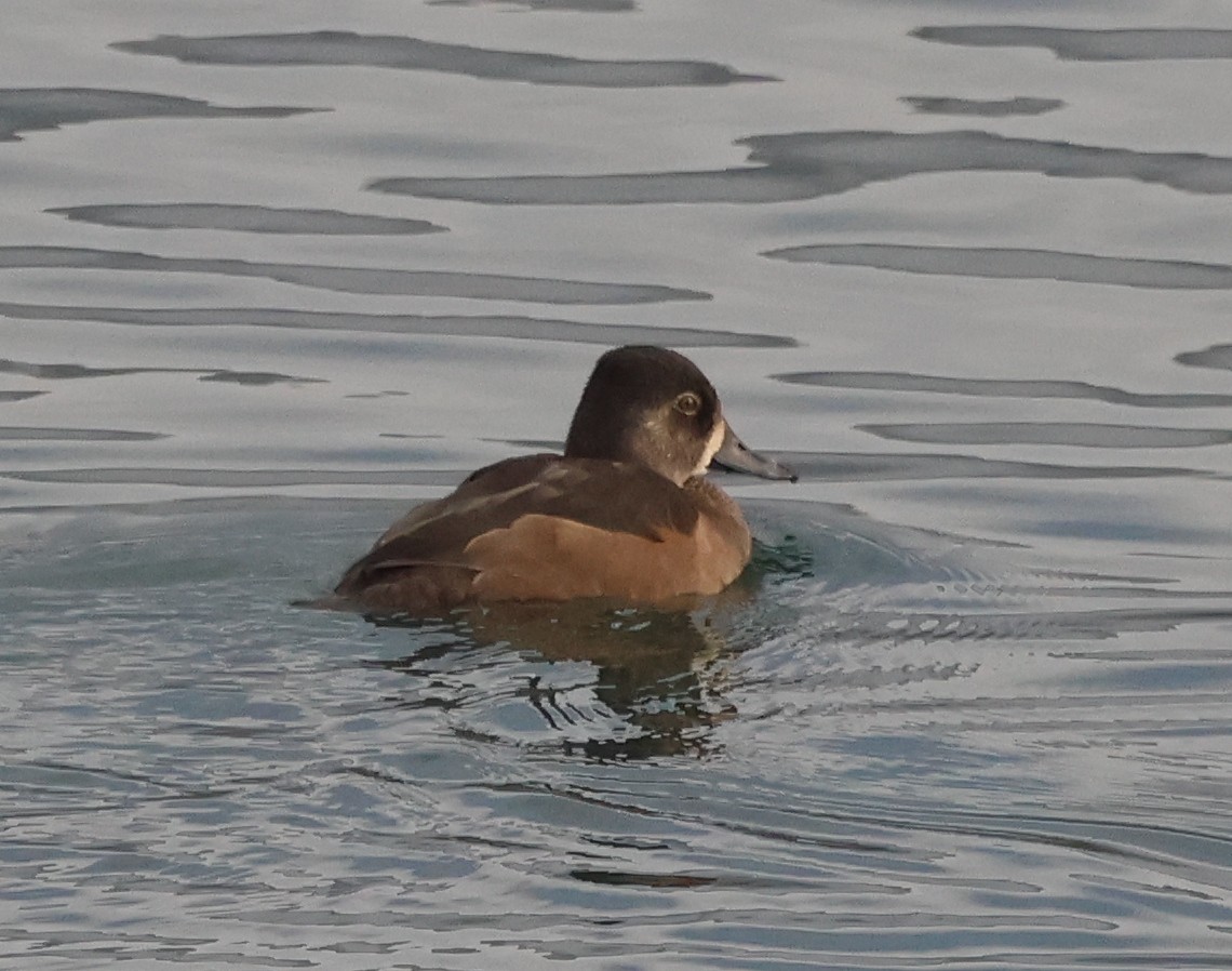 Ring-necked Duck - ML646636193