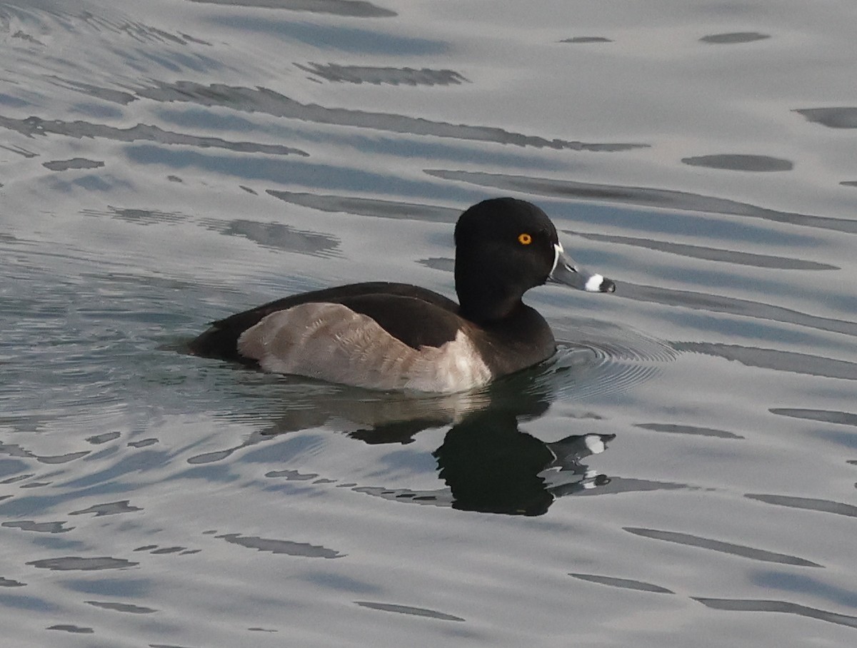 Ring-necked Duck - ML646636194