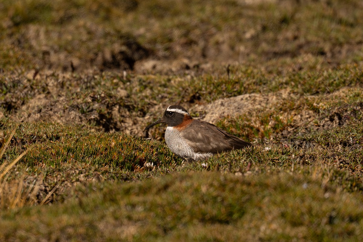 Diademed Sandpiper-Plover - ML646636195