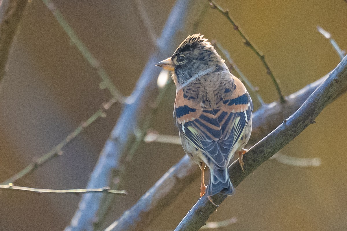 Brambling - ML646636196