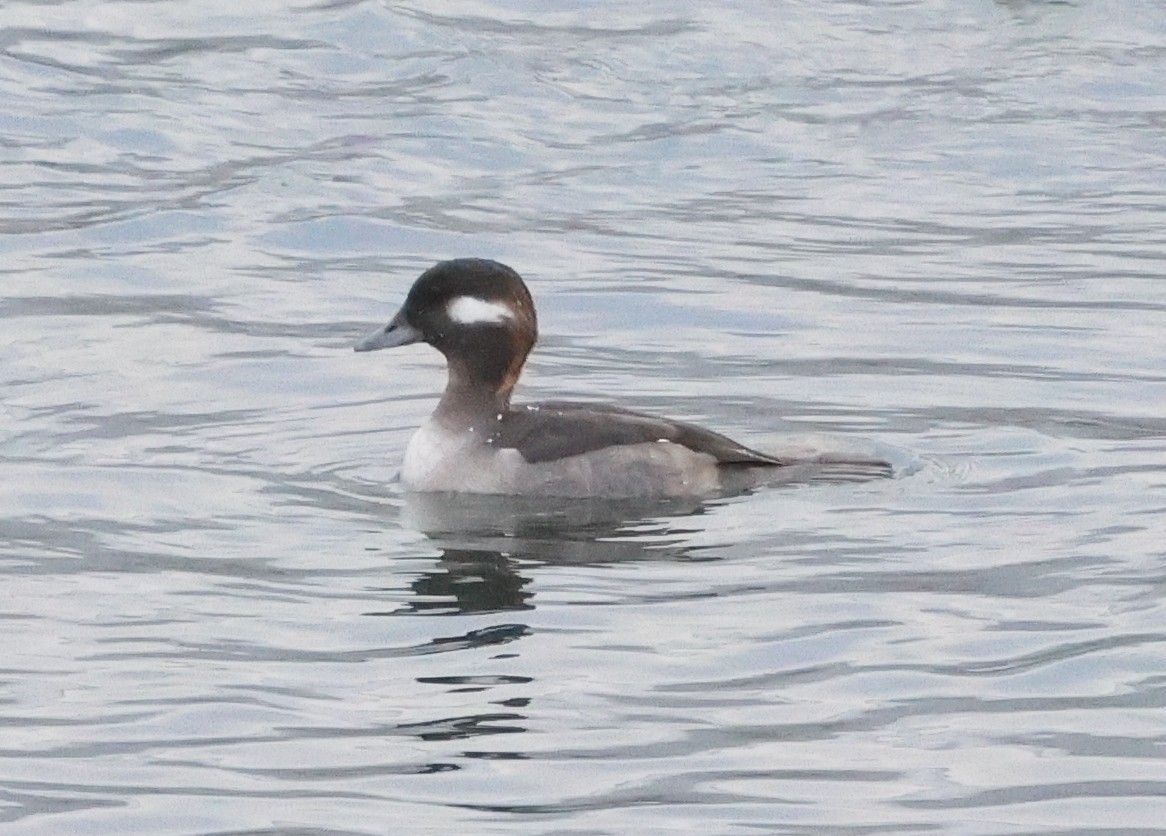 Bufflehead - ML646636197