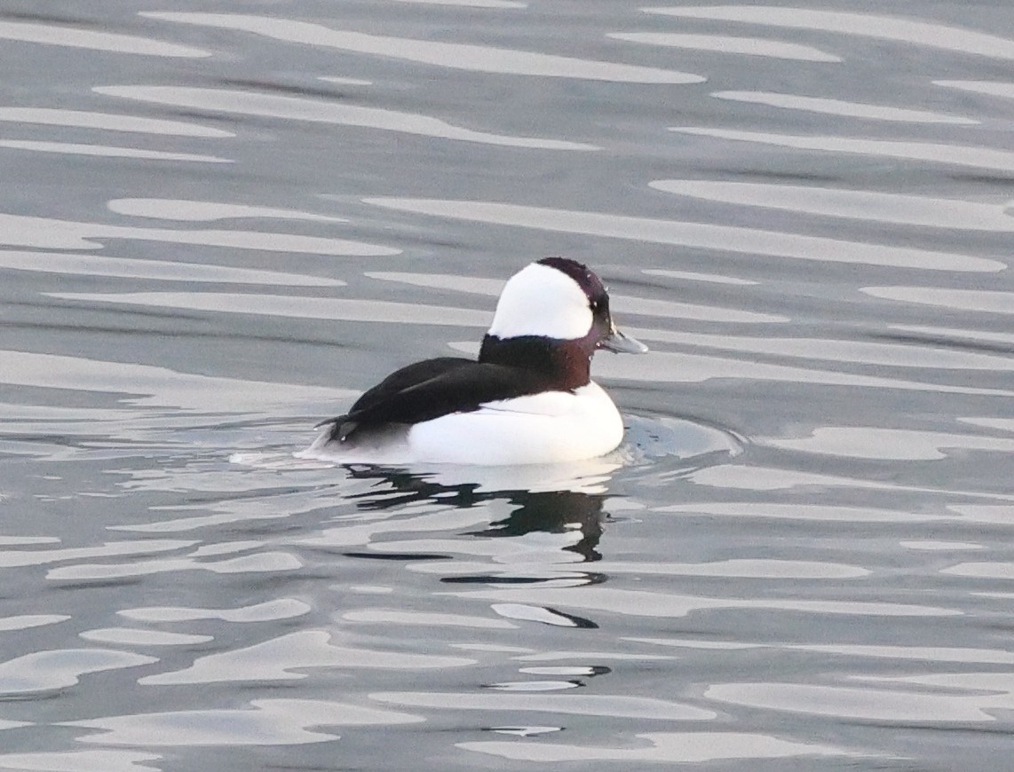 Bufflehead - ML646636198