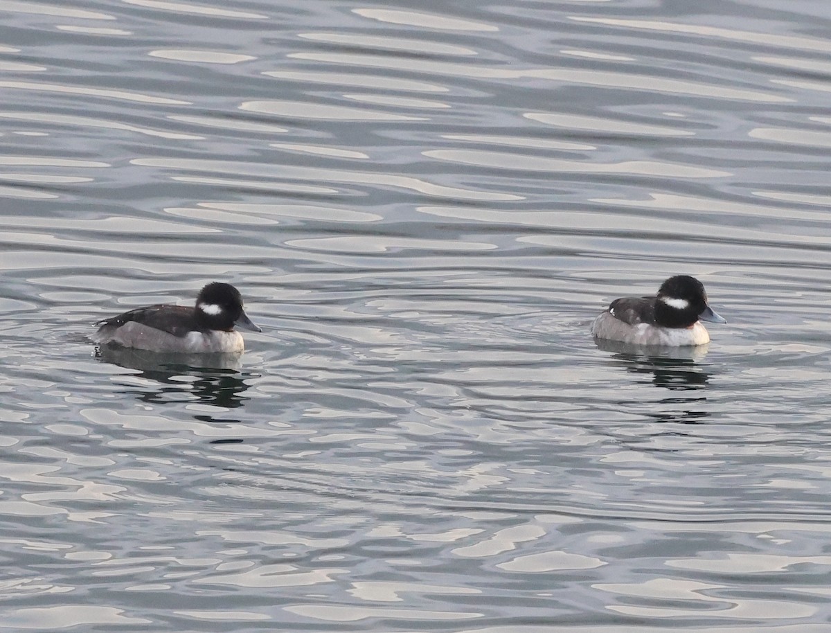 Bufflehead - ML646636199