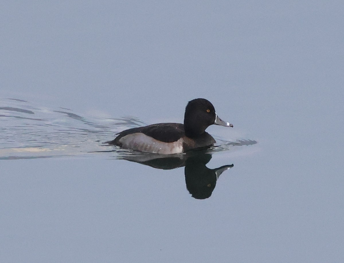 Ring-necked Duck - ML646636200