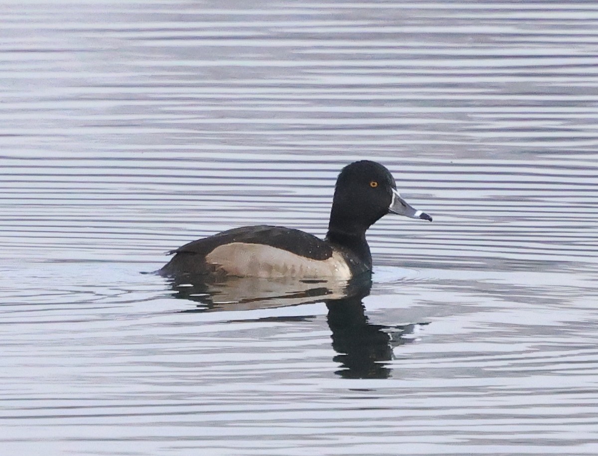 Ring-necked Duck - ML646636201