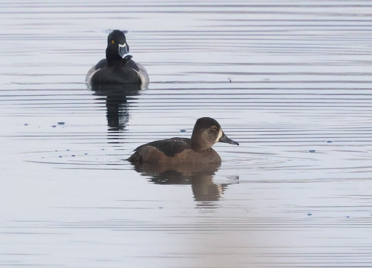 Ring-necked Duck - ML646636202