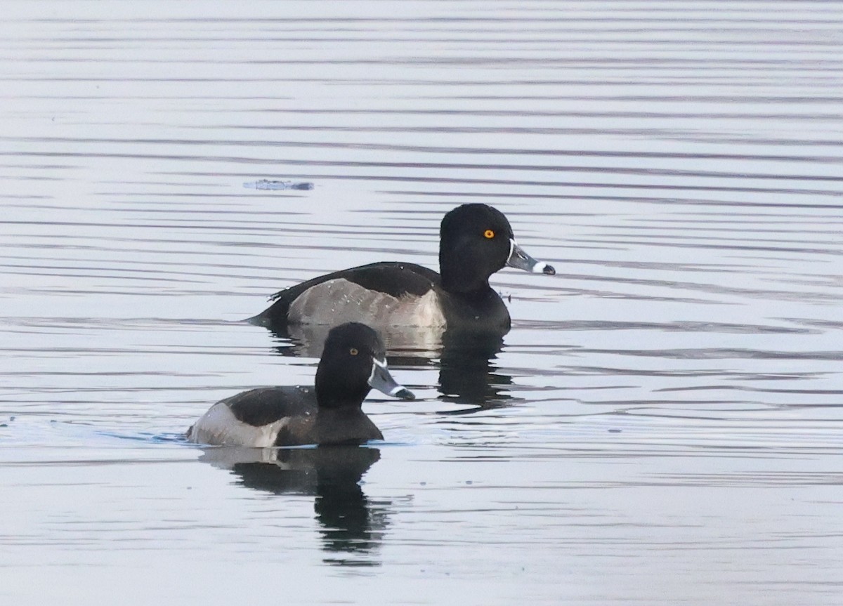 Ring-necked Duck - ML646636203