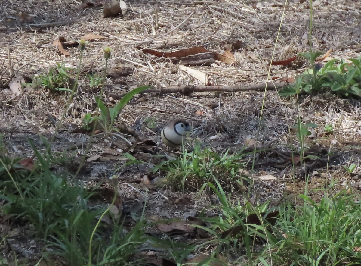 Діамантник білощокий - ML646636204