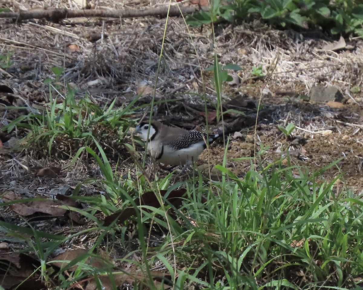 Діамантник білощокий - ML646636205