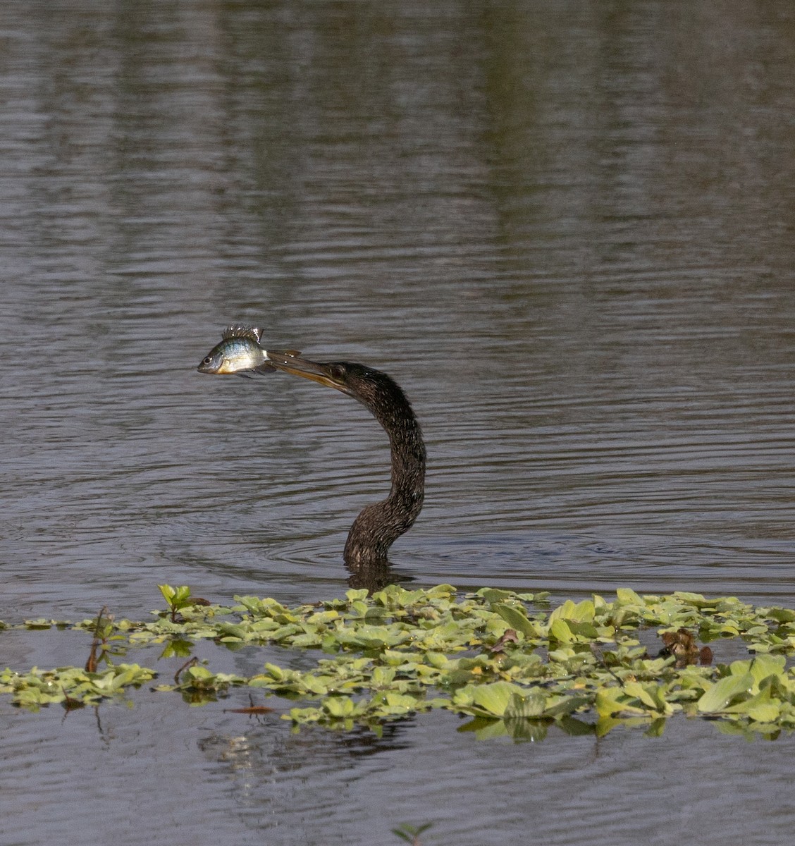 Anhinga - ML646636206
