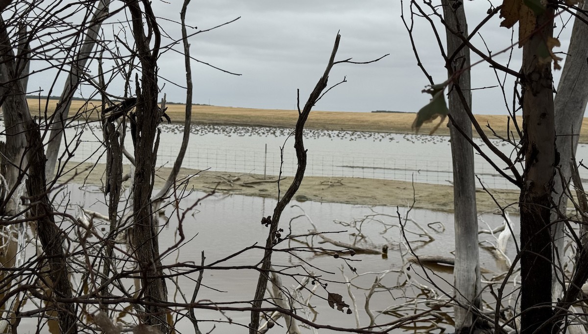 Gray Teal - ML646636211