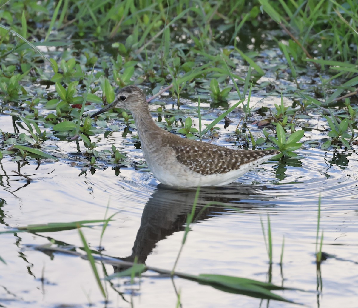 vodouš bahenní - ML646636216