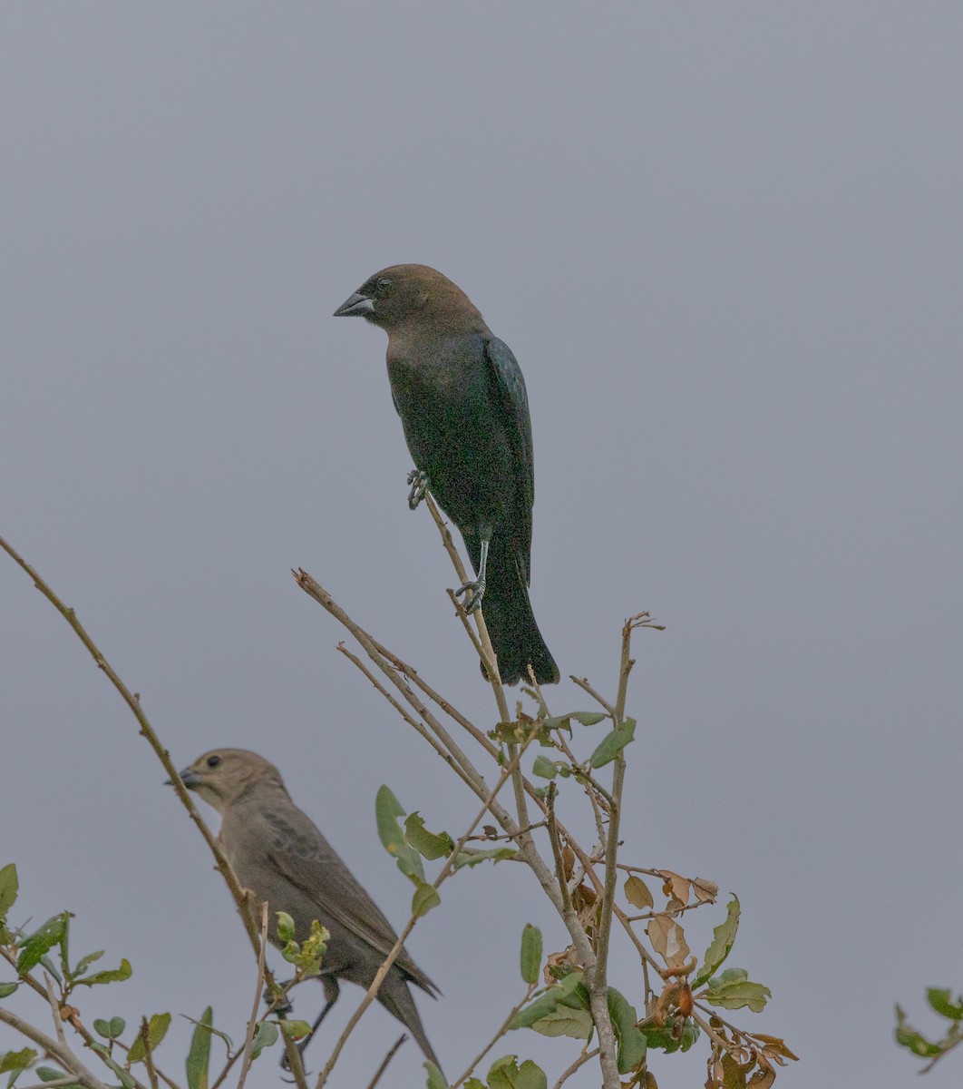 Braunkopf-Kuhstärling - ML646636226