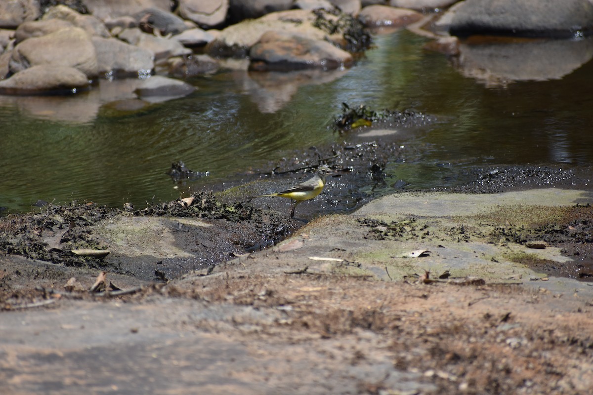 キセキレイ - ML646636229