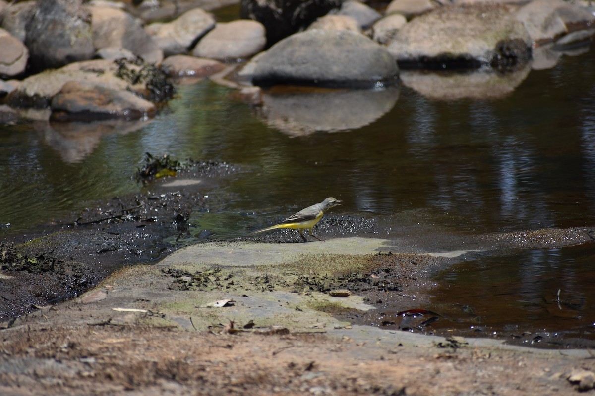 キセキレイ - ML646636230