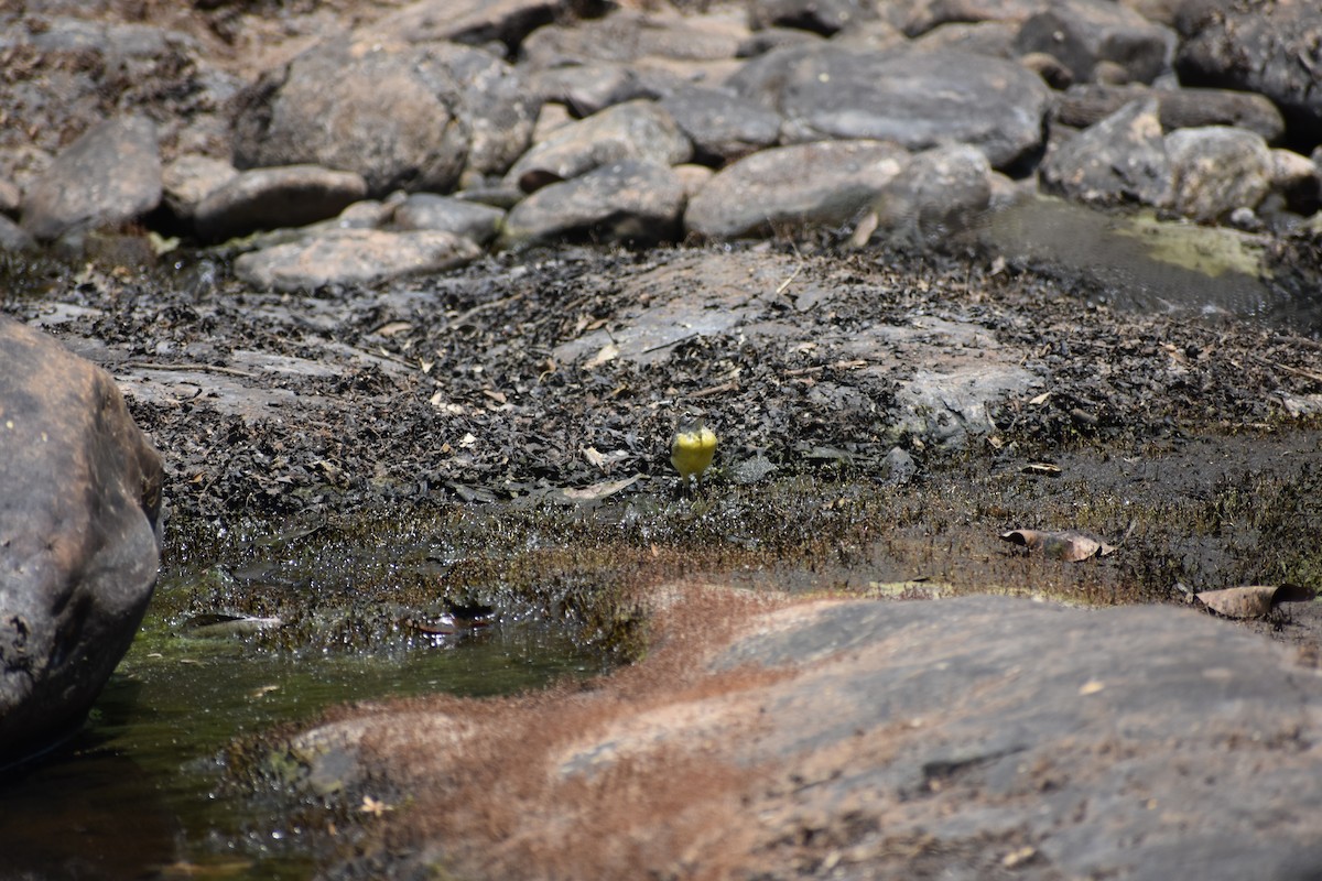 キセキレイ - ML646636231