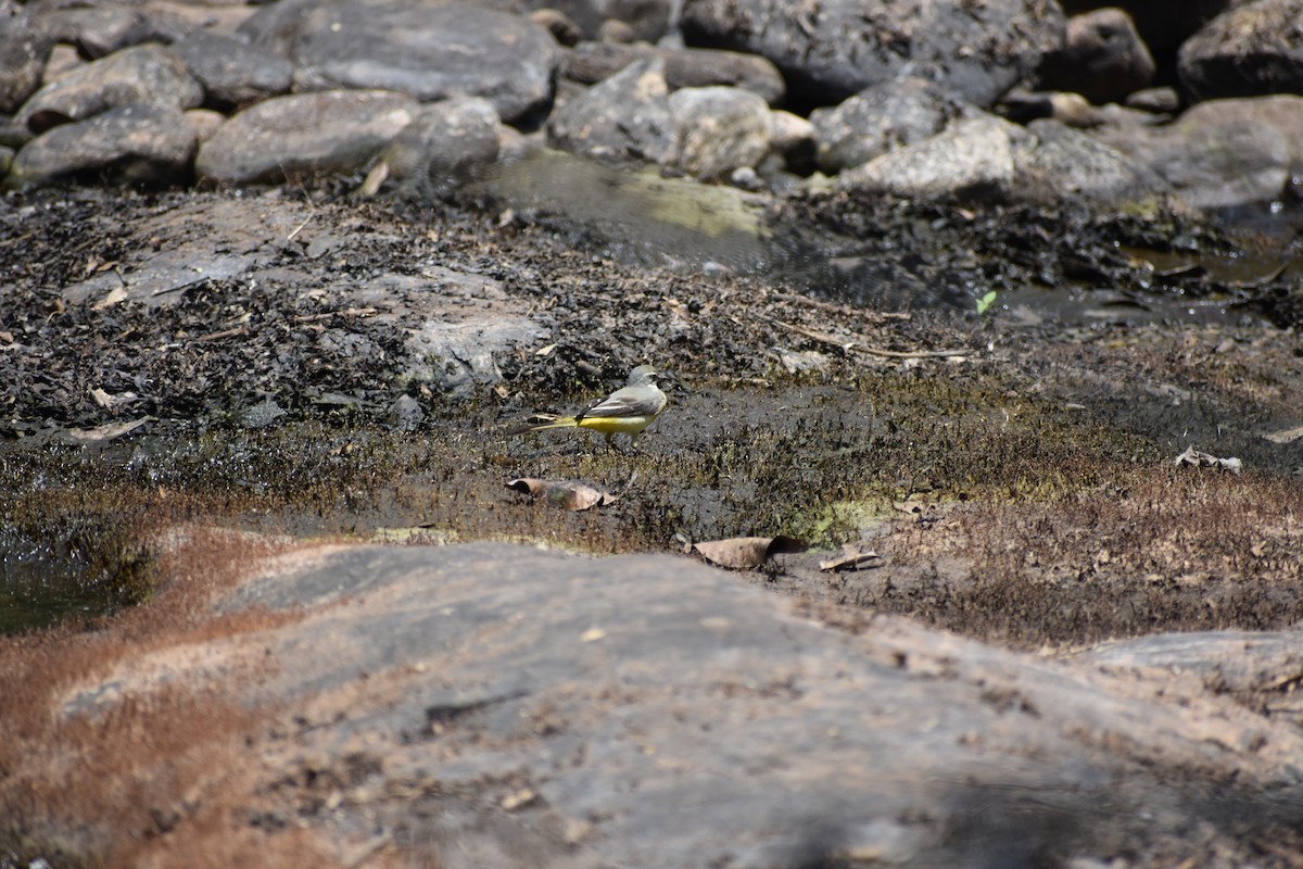 キセキレイ - ML646636232