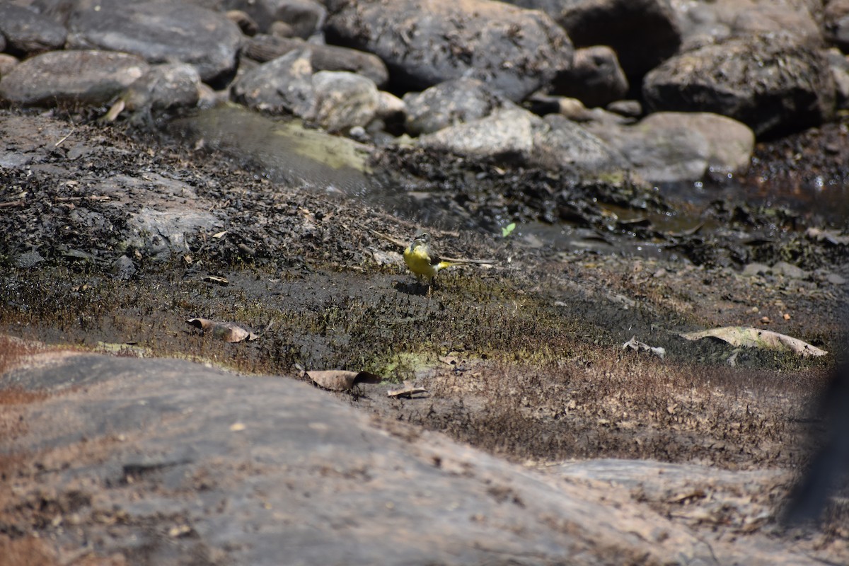 キセキレイ - ML646636233