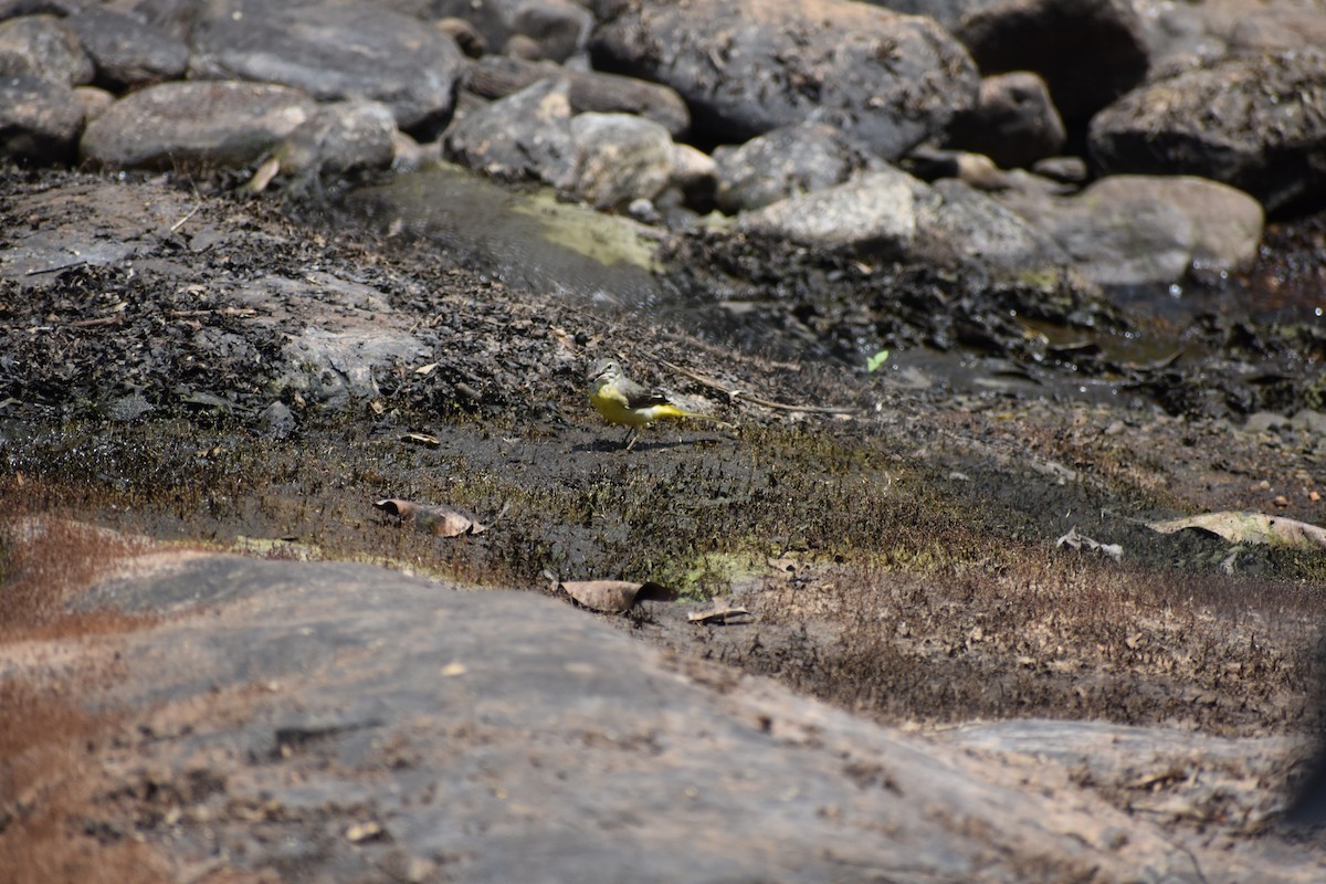 キセキレイ - ML646636234