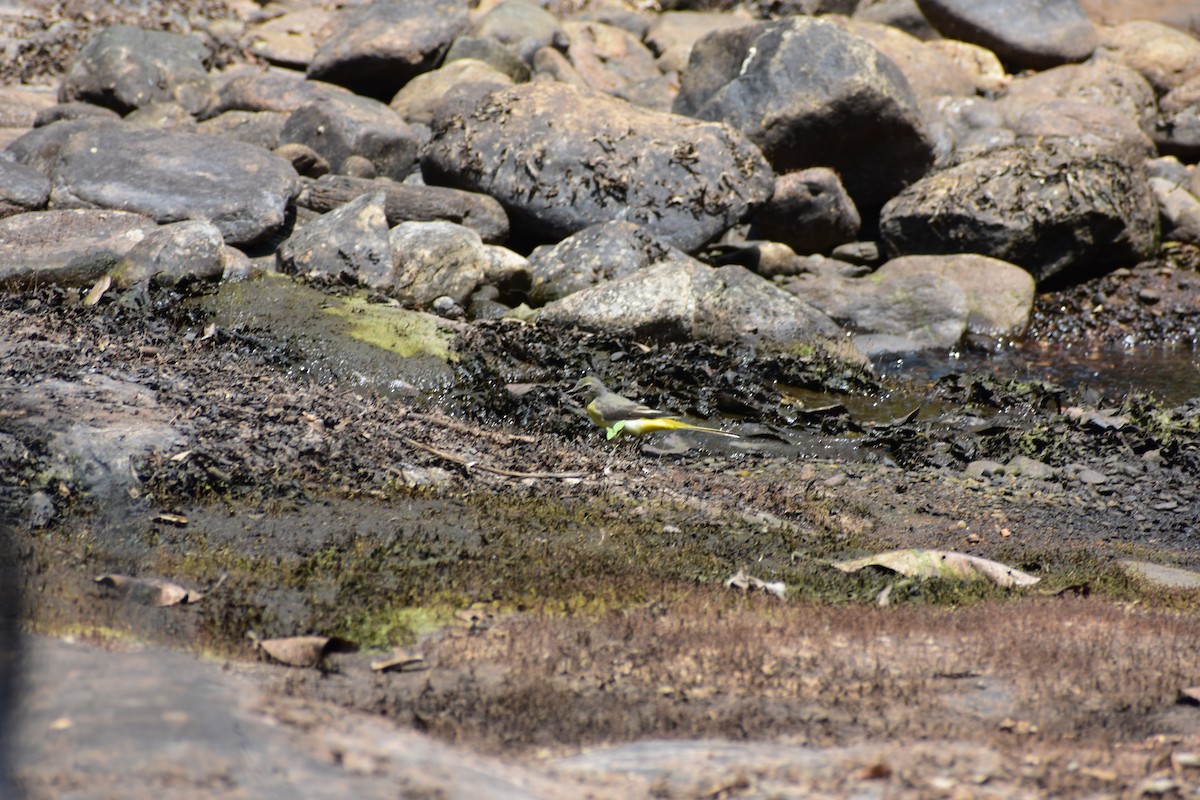 キセキレイ - ML646636235