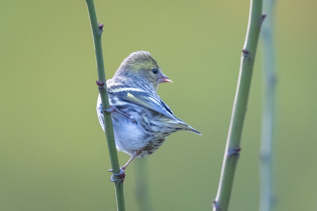 Eurasian Siskin - ML646636238