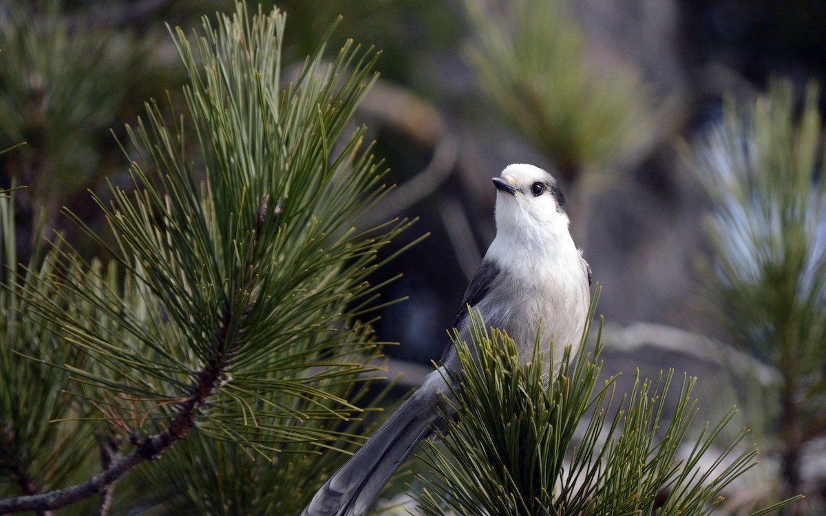 Canada Jay - ML646636239