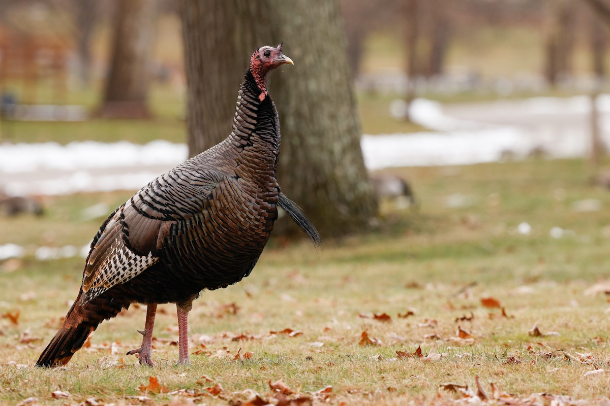 Wild Turkey - ML646636244