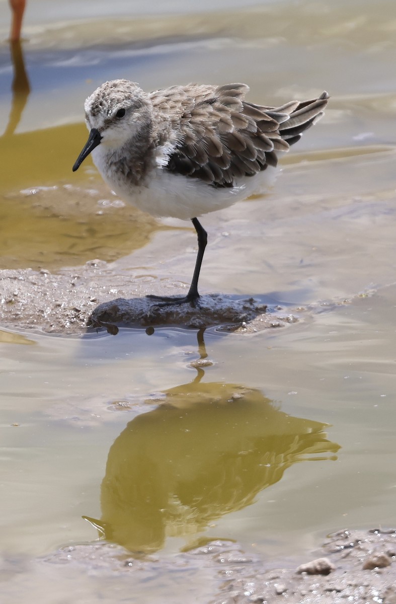 ヨーロッパトウネン - ML646636246