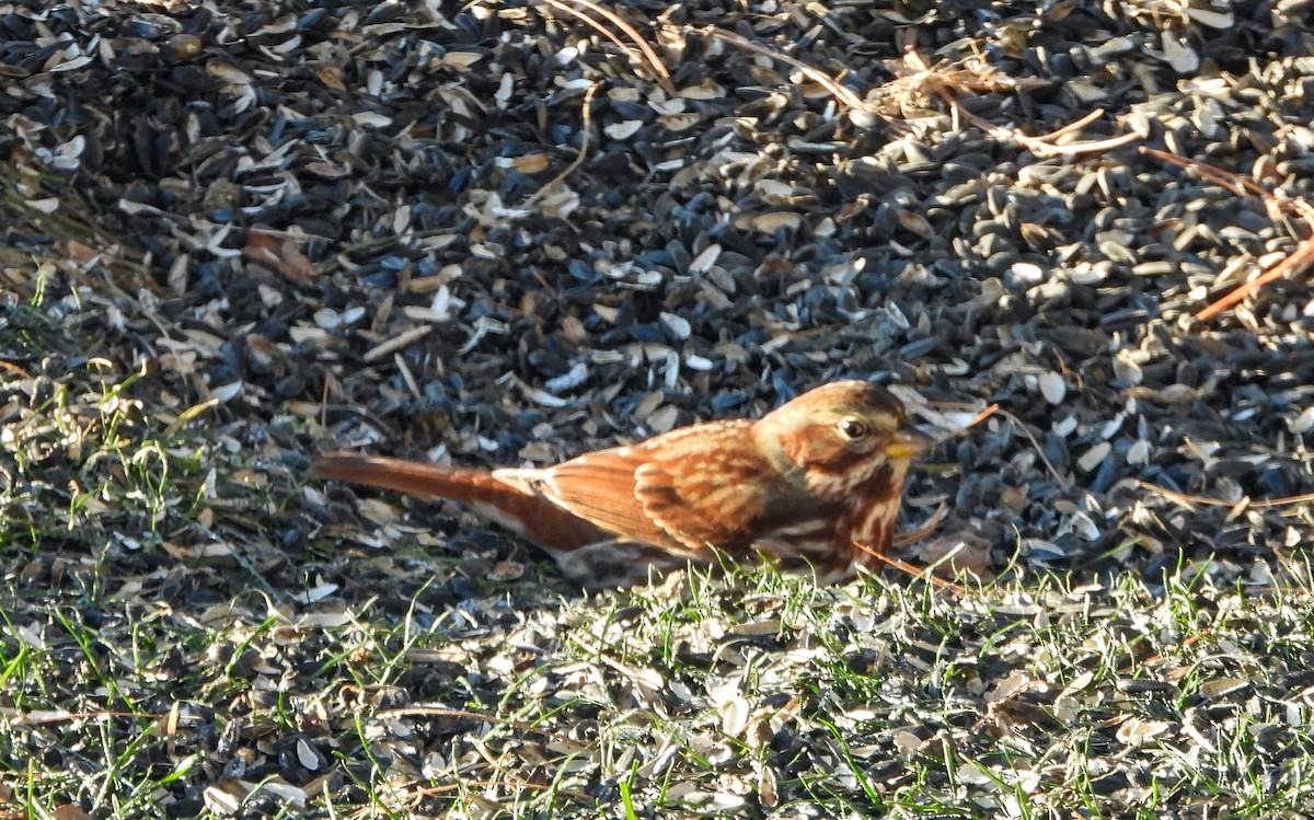 Fuchsammer - ML646636251