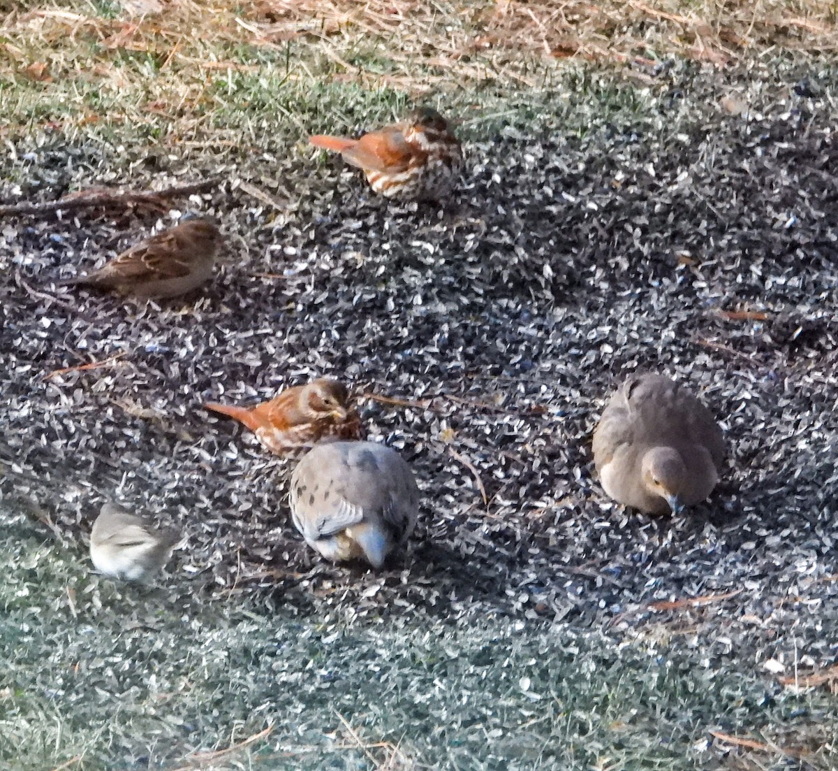 Fuchsammer - ML646636252