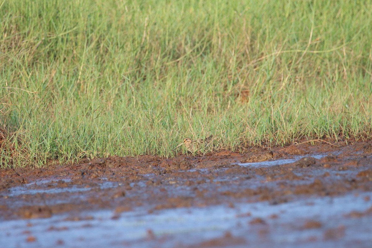 Common Snipe - ML646636254