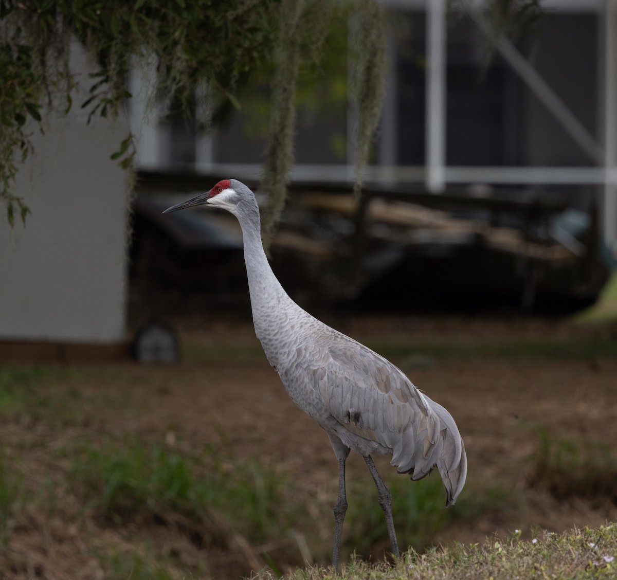 Sandhill Crane - ML646636258