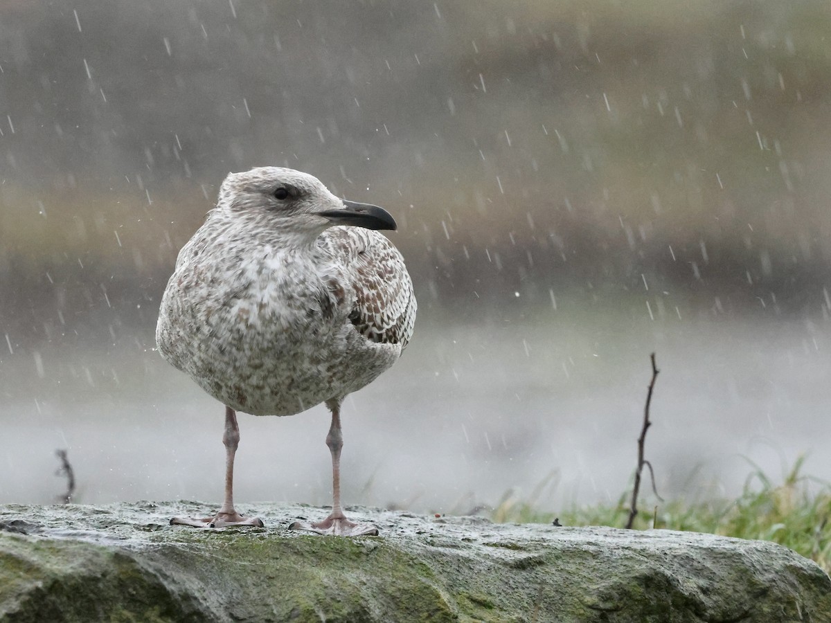 Gaviota Argéntea Europea - ML646636259